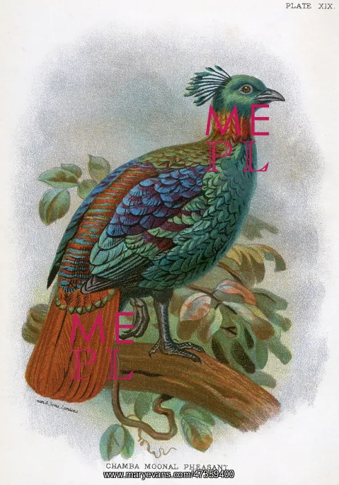 : CHAMBA MOONAL PHEASANT : CHAMBA MOONAL PHEASANT