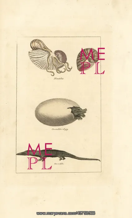 : Chambered nautilus and crocodile and egg : Chambered nautilus and crocodile and egg
