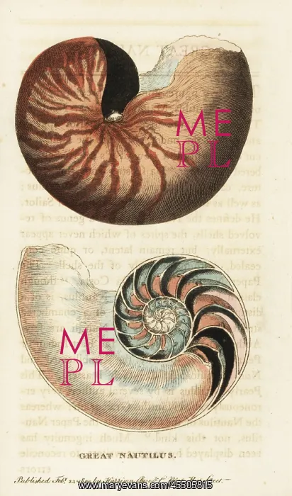 : Chambered nautilus, Nautilus pompilius : Chambered nautilus, Nautilus pompilius