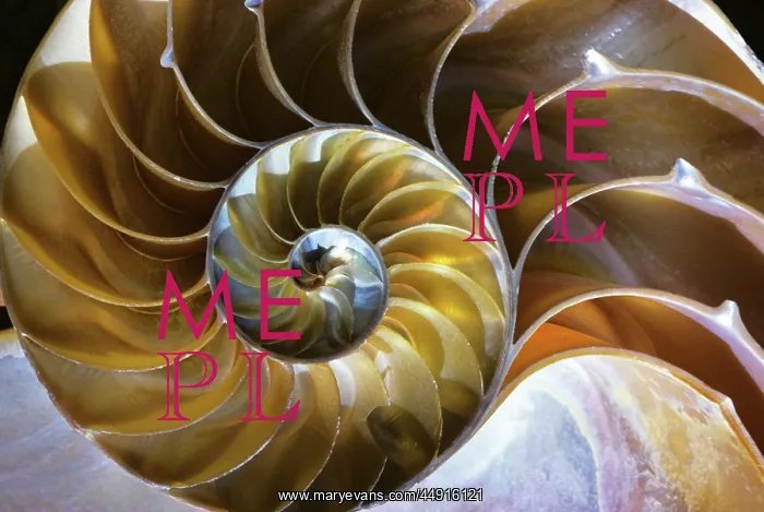 : Chambered Nautilus Nautilus Pompilius Shell Cut in Half : Chambered Nautilus Nautilus Pompilius Shell Cut in Half