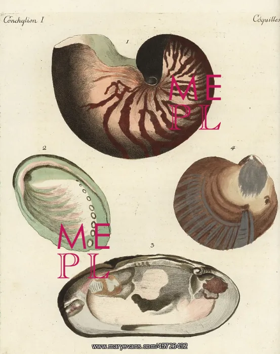 : Chambered nautilus and pearl shells : Chambered nautilus and pearl shells