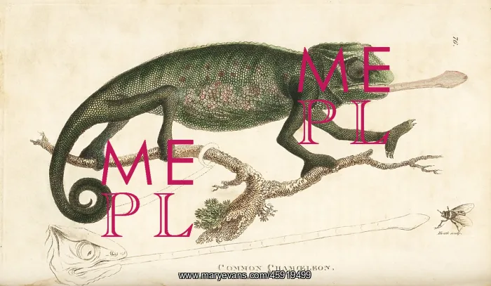 : Chameleon, Chamaeleo chamaeleon : Chameleon, Chamaeleo chamaeleon