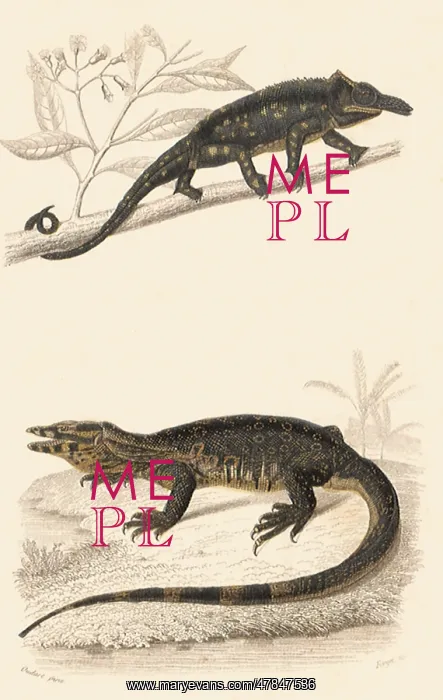  : A Chameleon and a Monitor