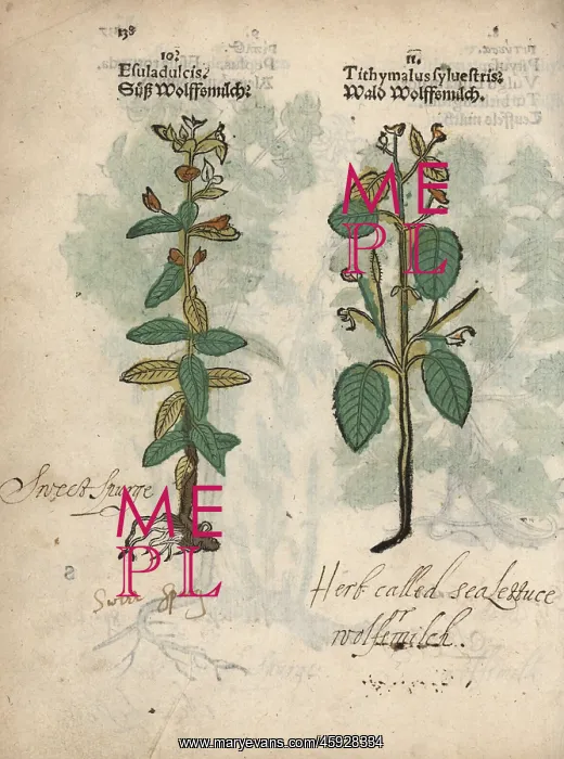 : Chameleon spurge, Euphorbia dulcis, and tree : Chameleon spurge, Euphorbia dulcis, and tree