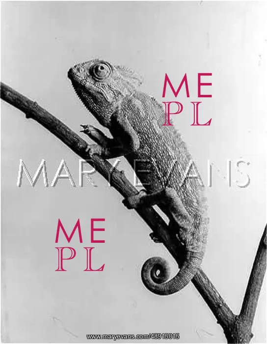  : CHAMELEON VULGARIS