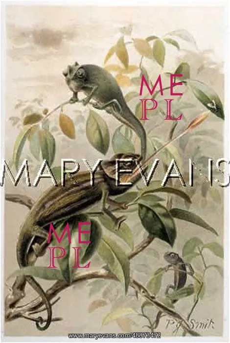 : CHAMELEONS : CHAMELEONS