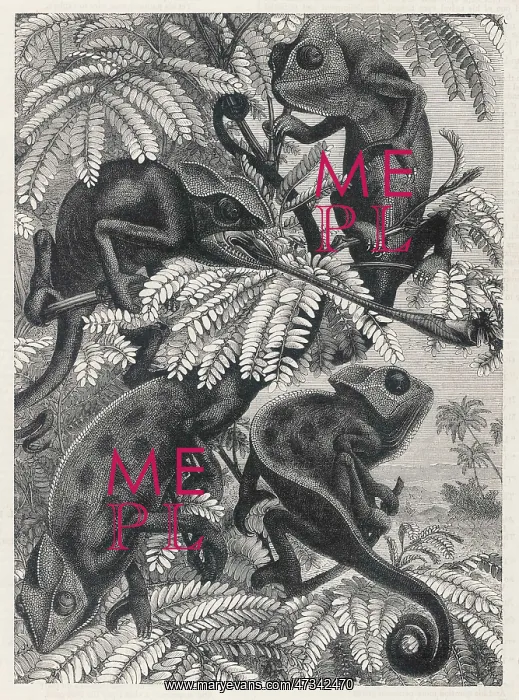 : CHAMELEONS IN FOLIAGE : CHAMELEONS IN FOLIAGE