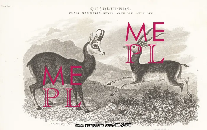 : Chamois and blackbuck : Chamois and blackbuck