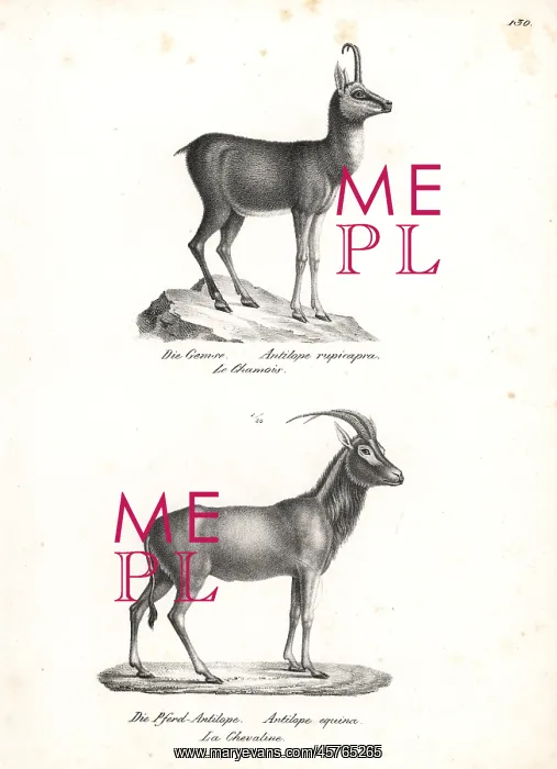 : Chamois and roan antelope : Chamois and roan antelope