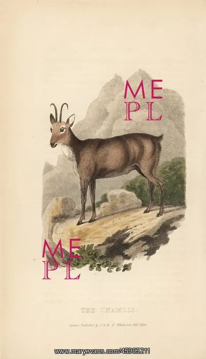 : Chamois, Rupicapra rupicapra : Chamois, Rupicapra rupicapra
