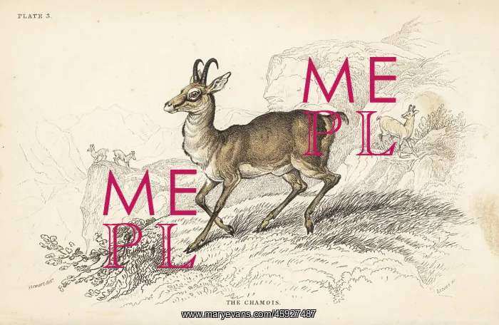 : Chamois, Rupicapra rupicapra : Chamois, Rupicapra rupicapra
