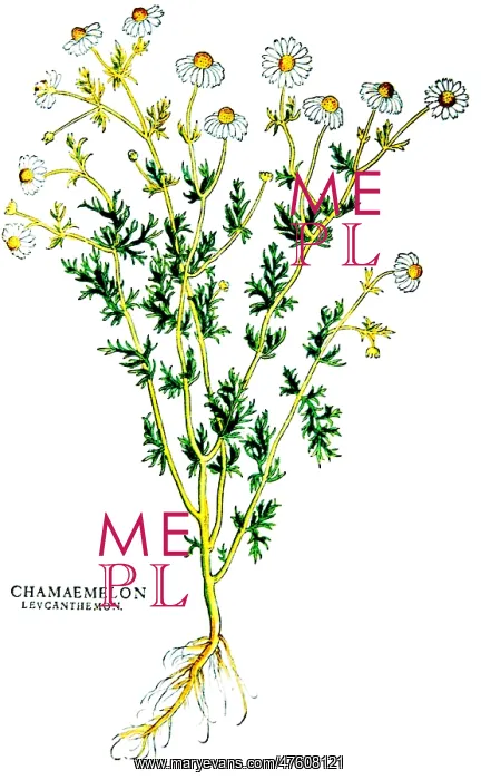 : Chamomile, Alchemy Plant : Chamomile, Alchemy Plant