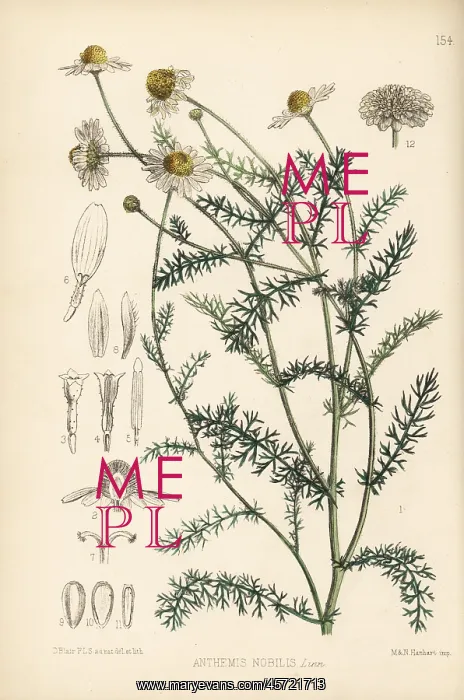 : Chamomile, Anthemis nobilis : Chamomile, Anthemis nobilis
