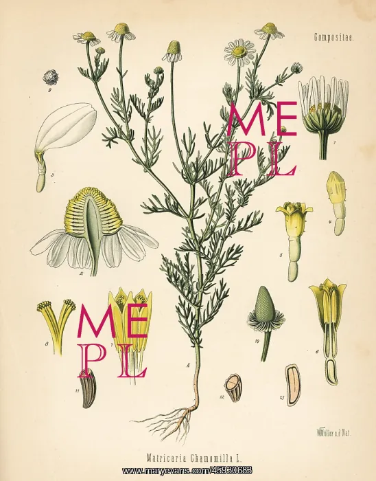 : Chamomile or camomile, Matricaria chamomilla : Chamomile or camomile, Matricaria chamomilla