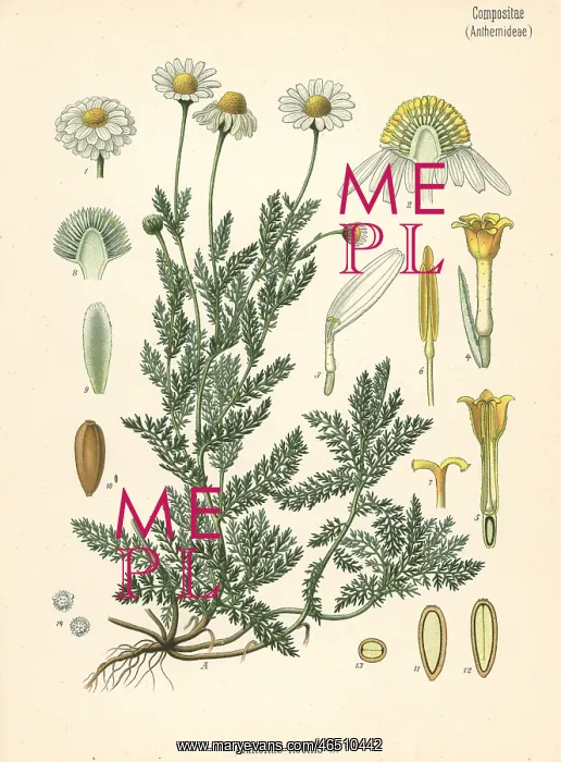 : Chamomile, Chamaemelum nobile : Chamomile, Chamaemelum nobile
