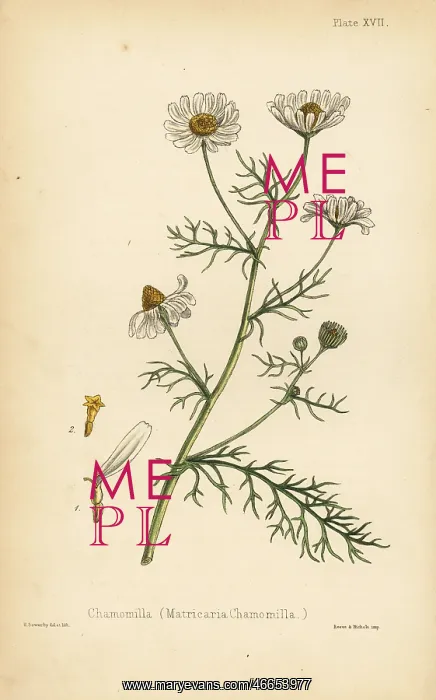 : Chamomile, Matricaria chamomilla : Chamomile, Matricaria chamomilla