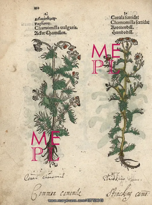 : Chamomile, Matricaria chamomilla, and stinking : Chamomile, Matricaria chamomilla, and stinking