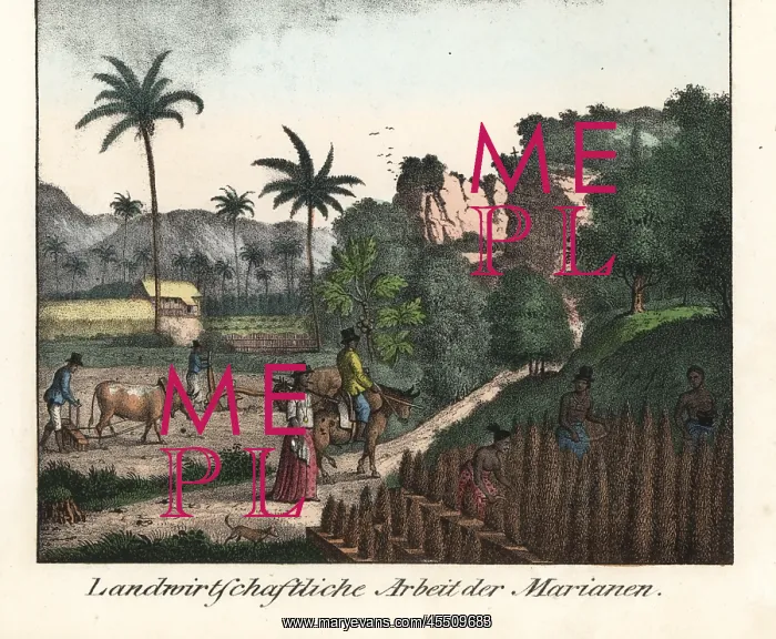 : Chamorro farmers ploughing fields in the Mariana islands : Chamorro farmers ploughing fields in the Mariana islands
