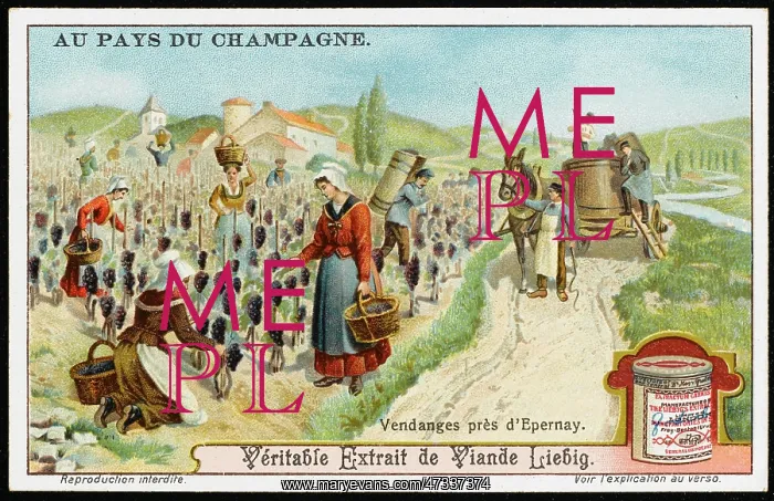 : CHAMPAGNE PRODUCTION : CHAMPAGNE PRODUCTION