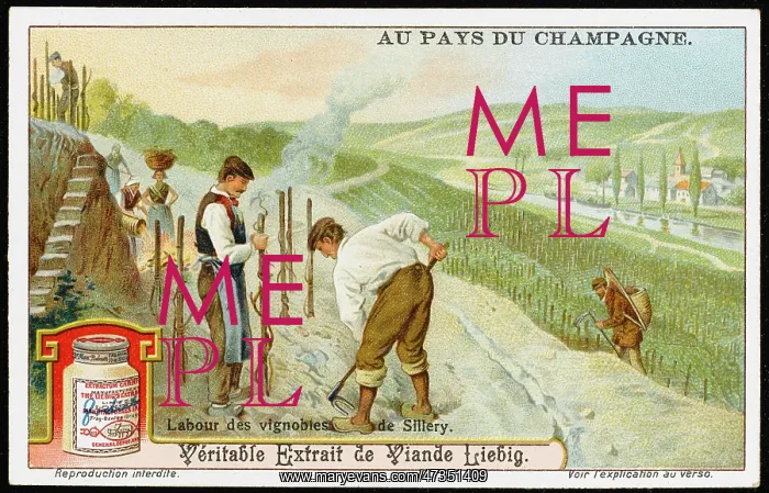 : CHAMPAGNE PRODUCTION : CHAMPAGNE PRODUCTION