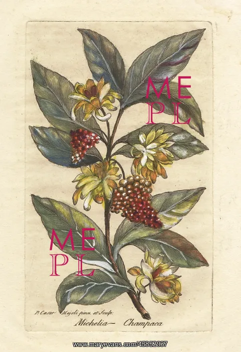 : Champak, Magnolia champaca : Champak, Magnolia champaca