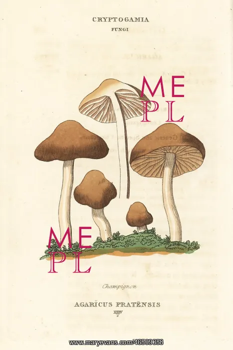 : Champignon mushroom, Agaricus pratensis : Champignon mushroom, Agaricus pratensis