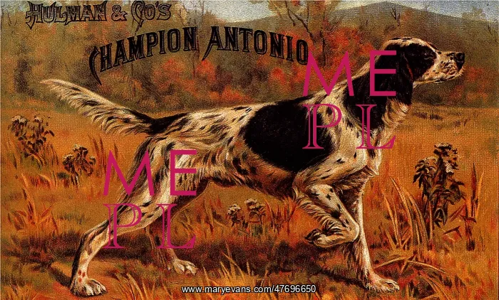  : Champion Antonio