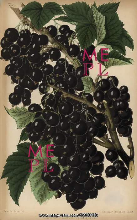 : Champion blackcurrant, Ribes nigrum : Champion blackcurrant, Ribes nigrum