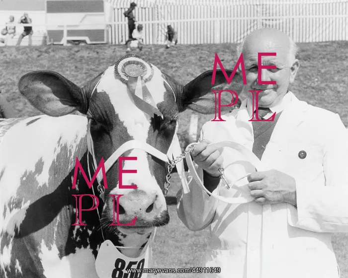 : Champion cow at the Royal Cornwall Show : Champion cow at the Royal Cornwall Show