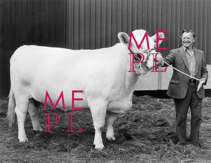: Champion heifer at the Royal Cornwall Show : Champion heifer at the Royal Cornwall Show