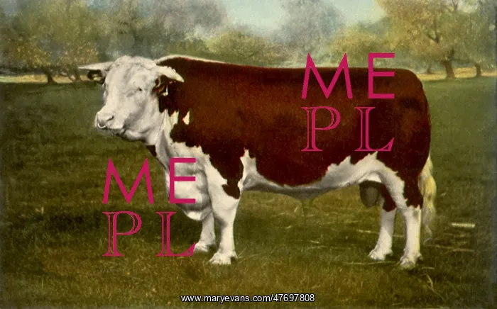  : Champion Hereford Bull