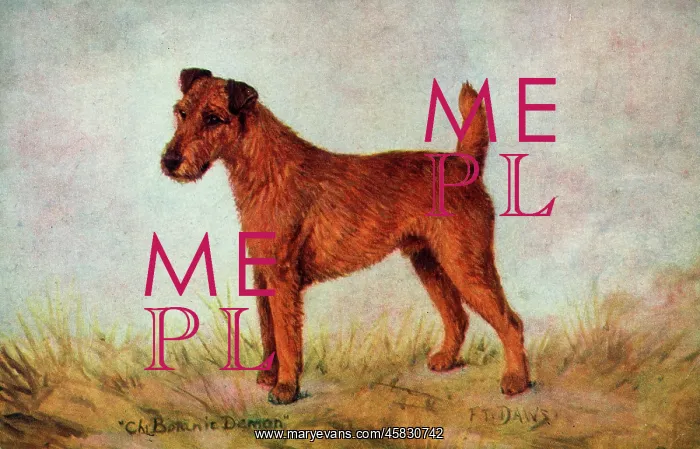 : Champion Irish Terrier - Ch. Botanic Demon : Champion Irish Terrier - Ch. Botanic Demon
