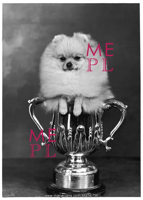 : Champion Pomeranian : Champion Pomeranian