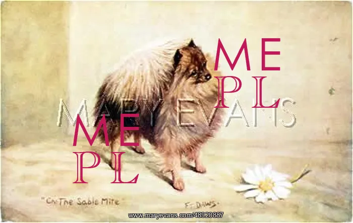  : CHAMPION POMERANIAN