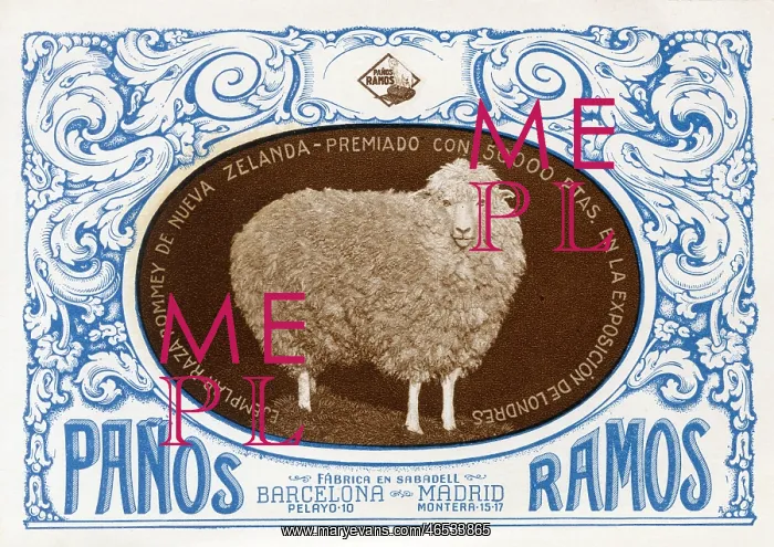 : Champion Romney Marsh Sheep : Champion Romney Marsh Sheep