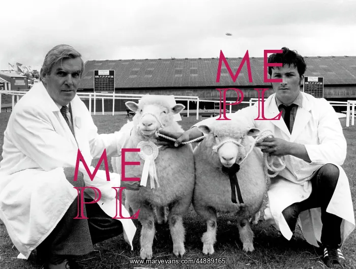 : Two champion sheep at the Royal Cornwall Show : Two champion sheep at the Royal Cornwall Show