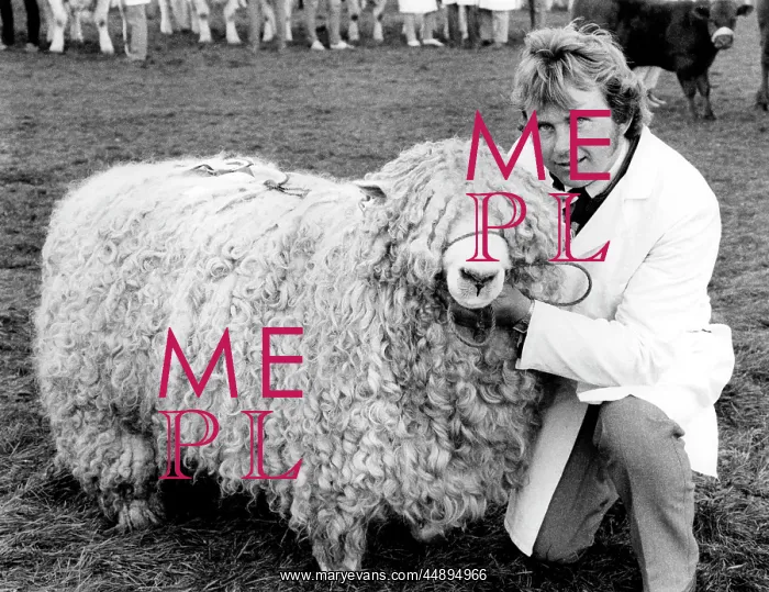 : Champion sheep at the Royal Cornwall Show : Champion sheep at the Royal Cornwall Show
