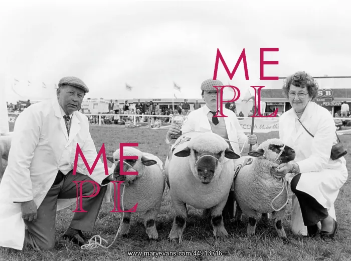 : Championship sheep at the Royal Cornwall Show : Championship sheep at the Royal Cornwall Show