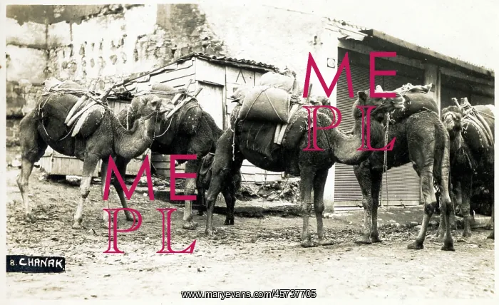 : Chanakkale - Dardanelles, Turkey - A Camel Train : Chanakkale - Dardanelles, Turkey - A Camel Train
