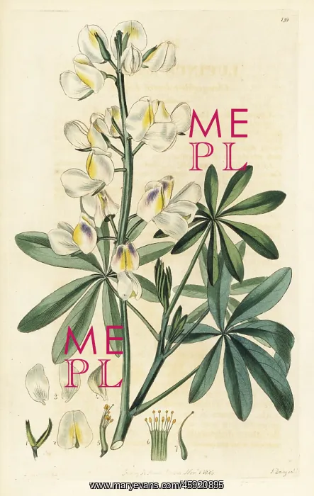 : Changeable-coloured lupine, Lupinus mutabilis : Changeable-coloured lupine, Lupinus mutabilis
