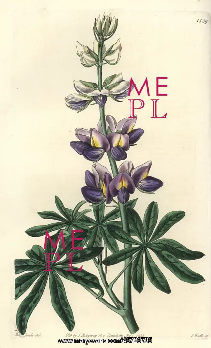 : Changeable lupinus, Lupinus mutabilis : Changeable lupinus, Lupinus mutabilis