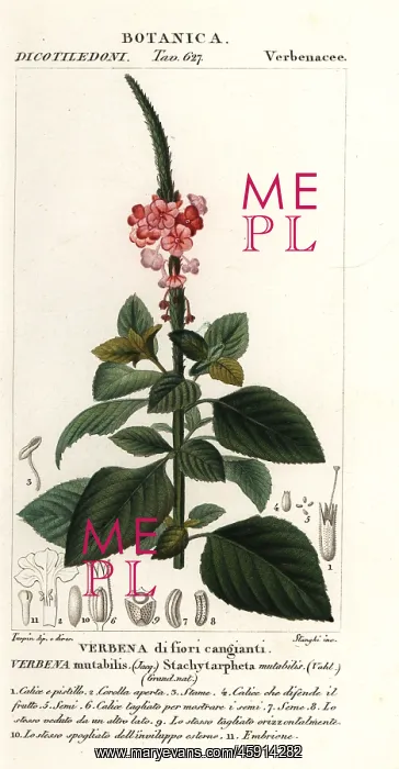 : Changeable velvetberry, Stachytarpheta mutabilis : Changeable velvetberry, Stachytarpheta mutabilis