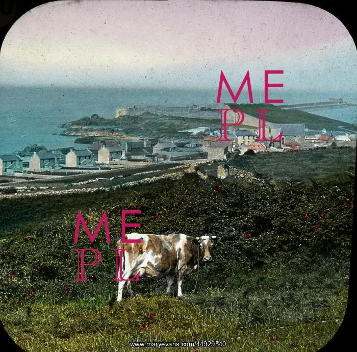: The Channel Islands - Alderney cow : The Channel Islands - Alderney cow