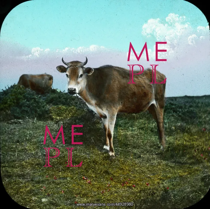 : The Channel Islands - Jersey Cow : The Channel Islands - Jersey Cow