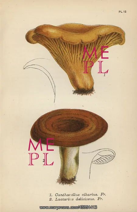 : Chantarelle, Cantharellus cibarius 1, and milky : Chantarelle, Cantharellus cibarius 1, and milky