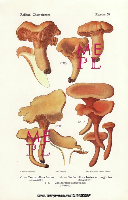 : Chanterelle mushrooms : Chanterelle mushrooms