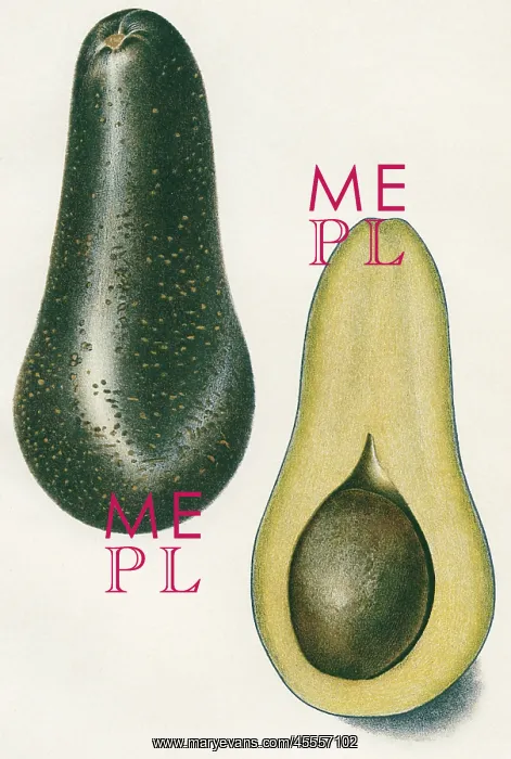 : chappelow avocado - vegetable - food : chappelow avocado - vegetable - food