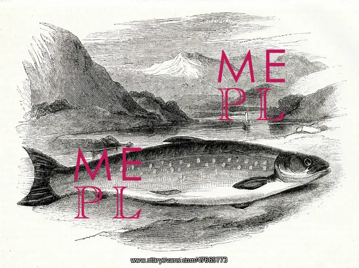  : Char (Salmo alpinus)