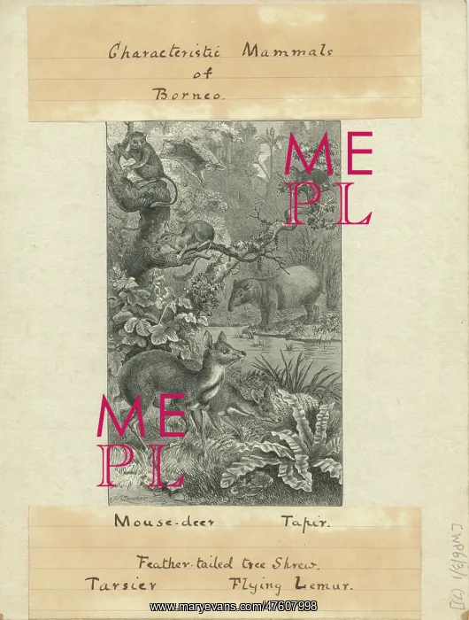  : Characteristic Mammals of Borneo