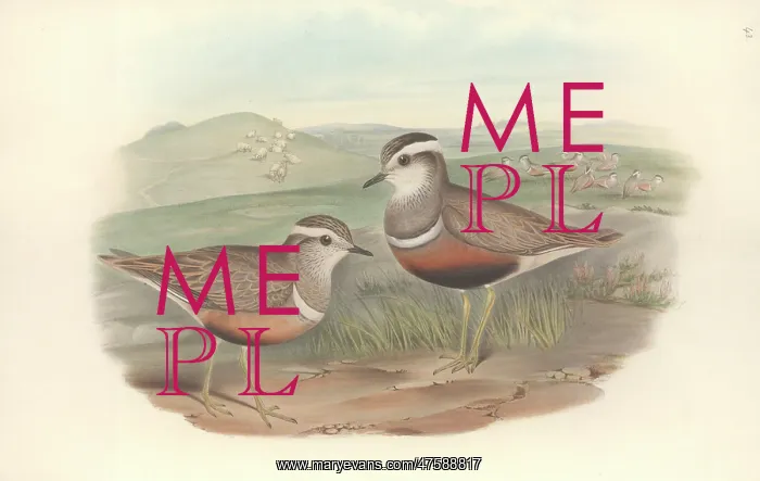 : Charadrias morinellus, Eurasian dotterel : Charadrias morinellus, Eurasian dotterel